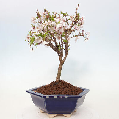 Venkovní bonsai - Prunus incisa Kojou-no mai-Slivoň vyříznutá - 3