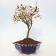 Venkovní bonsai - Prunus incisa Kojou-no mai-Slivoň vyříznutá - 3/6