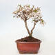 Venkovní bonsai - Prunus incisa Kojou-no mai-Slivoň vyříznutá - 3/6