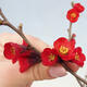 Venkovní bonsai - Chaneomeles sup. Nicoline - kdoulovec - 3/4