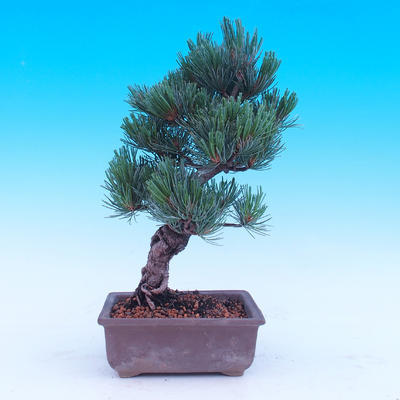 Venkovní bonsai -Borovice  drobnokvětá - Pinus parviflora glauca - 3