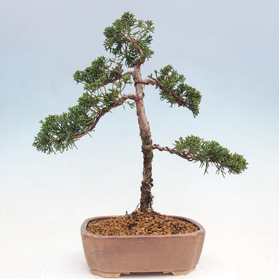 Venkovní bonsai - Juniperus chinensis Kishu -Jalovec čínský - 3