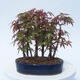 Acer palmatum  - Javor dlanitolistý - lesík - 3/5