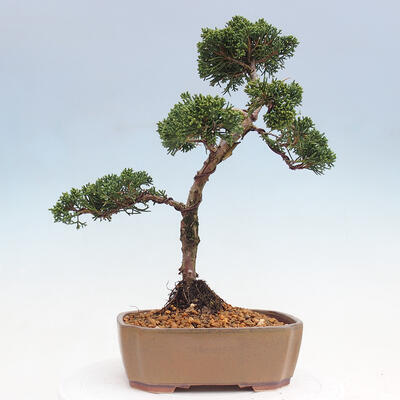 Venkovní bonsai - Juniperus chinensis Kishu -Jalovec čínský - 3