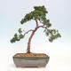 Venkovní bonsai - Juniperus chinensis Kishu -Jalovec čínský - 3/4