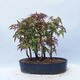 Acer palmatum  - Javor dlanitolistý - lesík - 3/5