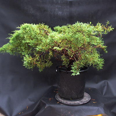 Jalovec - Juniperus sabina NO-23 - 3