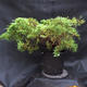 Jalovec - Juniperus sabina NO-23 - 3/7