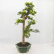 Pokojová bonsai - Duranta erecta Aurea - 3/5