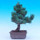 Venkovní bonsai -Borovice  drobnokvětá - Pinus parviflora glauca - 3/7