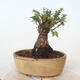 Venkovní bonsai - Ulmus parvifolia SAIGEN - Malolistý jilm - 3/6