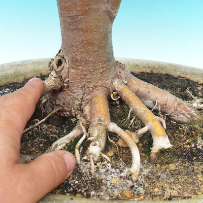 Venkovní bonsai - Lípa srdčitá - 3
