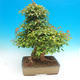 Venkovní bonsai - Javor Buergerianum - Javor Burgerův - 3/6