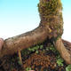 Venkovní bonsai -Javor babyka - Acer campestre - 3/4