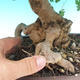 Venkovní bonsai -Javor babyka - Acer campestre - 3/4