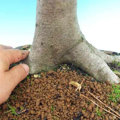 Venkovní bonsai-Fagus sylvatica - 3