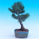 Venkovní bonsai -Borovice  drobnokvětá - Pinus parviflora glauca - 3/7
