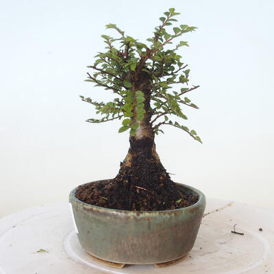 Venkovní bonsai - Ulmus parvifolia SAIGEN - Malolistý jilm - 3
