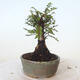 Venkovní bonsai - Ulmus parvifolia SAIGEN - Malolistý jilm - 3/7