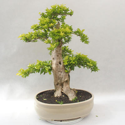 Pokojová bonsai - Duranta erecta Aurea - 3