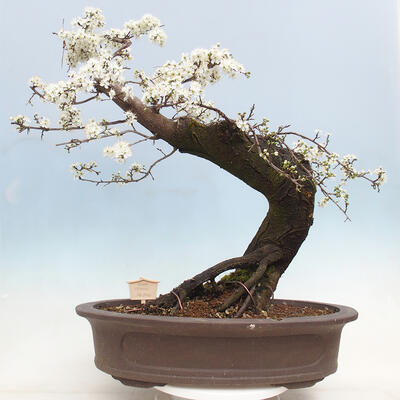 Venkovní bonsai - Prunus spinosa - trnka - 3