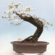 Venkovní bonsai - Prunus spinosa - trnka - 3/6