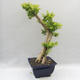 Pokojová bonsai - Duranta erecta Aurea - 3/5