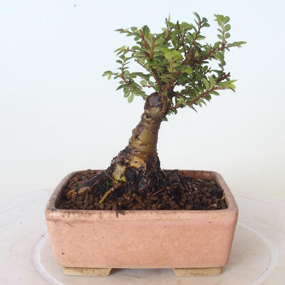 Vonkajšie bonsai - Ulmus parvifolia SAIGEN - malolistá brest - 3