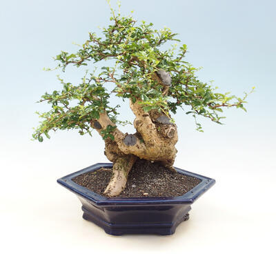 Pokojová bonsai - Carmona macrophylla - čaj fuki - 3