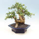 Pokojová bonsai - Carmona macrophylla - čaj fuki - 3/6