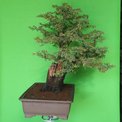 Pokojová bonsai - Akacia Arabica - 3