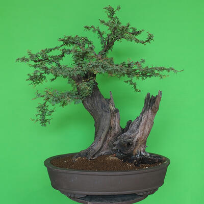 Pokojová bonsai - Akacia Arabica - 3