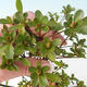 Venkovní bonsai - Rhododendron sp. - Azalka růžová - 3/4