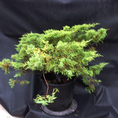 Jalovec - Juniperus sabina NO-24 - 3