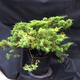 Jalovec - Juniperus sabina NO-24 - 3/5