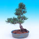 Venkovní bonsai -Borovice  drobnokvětá - Pinus parviflora glauca - 3/6