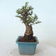 Vonkajšie bonsai - Ulmus parvifolia SAIGEN - malolistá brest - 3/7
