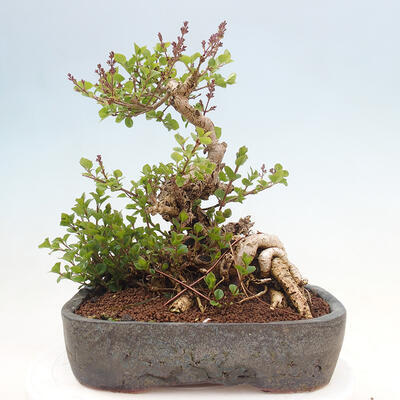 Venkovní bonsai - Syringa Meyeri Palibin - Šeřík Meyerův - 3