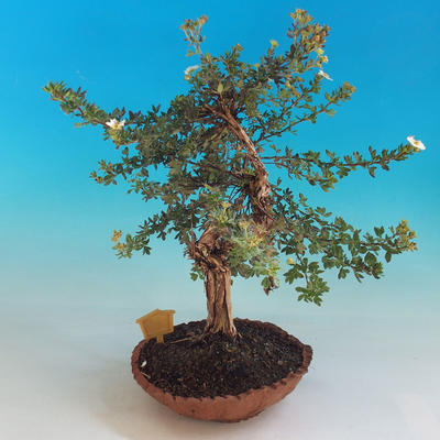 Venkovní bonsai-Mochna křovitá - Dasiphora fruticosa bílá - 3