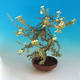 Venkovní bonsai-Mochna křovitá - Dasiphora fruticosa žlutá - 3/5