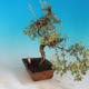 Venkovní bonsai-Mochna křovitá - Dasiphora fruticosa žlutá - 3/5