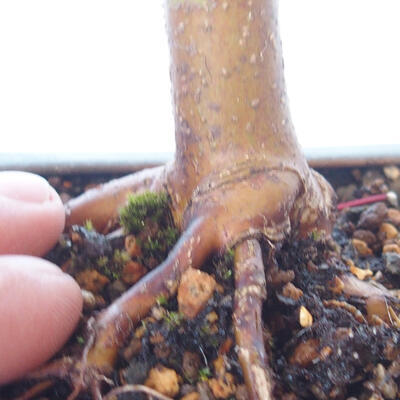 Venkovní bonsai - Acer palm. Atropurpureum-Javor dlanitolistý červený - 3