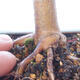 Venkovní bonsai - Acer palm. Atropurpureum-Javor dlanitolistý červený - 3/6