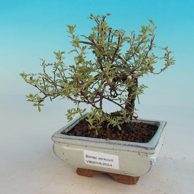 Venkovní bonsai-Mochna křovitá - Dasiphora fruticosa žlutá - 3