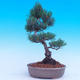 Venkovní bonsai -Borovice  drobnokvětá - Pinus parviflora glauca - 3/6