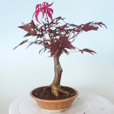 Venkovní bonsai - Acer palm. Atropurpureum-Javor dlanitolistý červený - 3