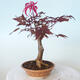 Venkovní bonsai - Acer palm. Atropurpureum-Javor dlanitolistý červený - 3/5