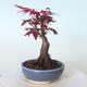 Venkovní bonsai - Acer palm. Atropurpureum-Javor dlanitolistý červený - 3/5