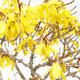 Zlatice - Forsythia intermedia Week End - 3/3