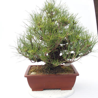 Pinus thunbergii Corticosa - Borovice thunbergova - 3